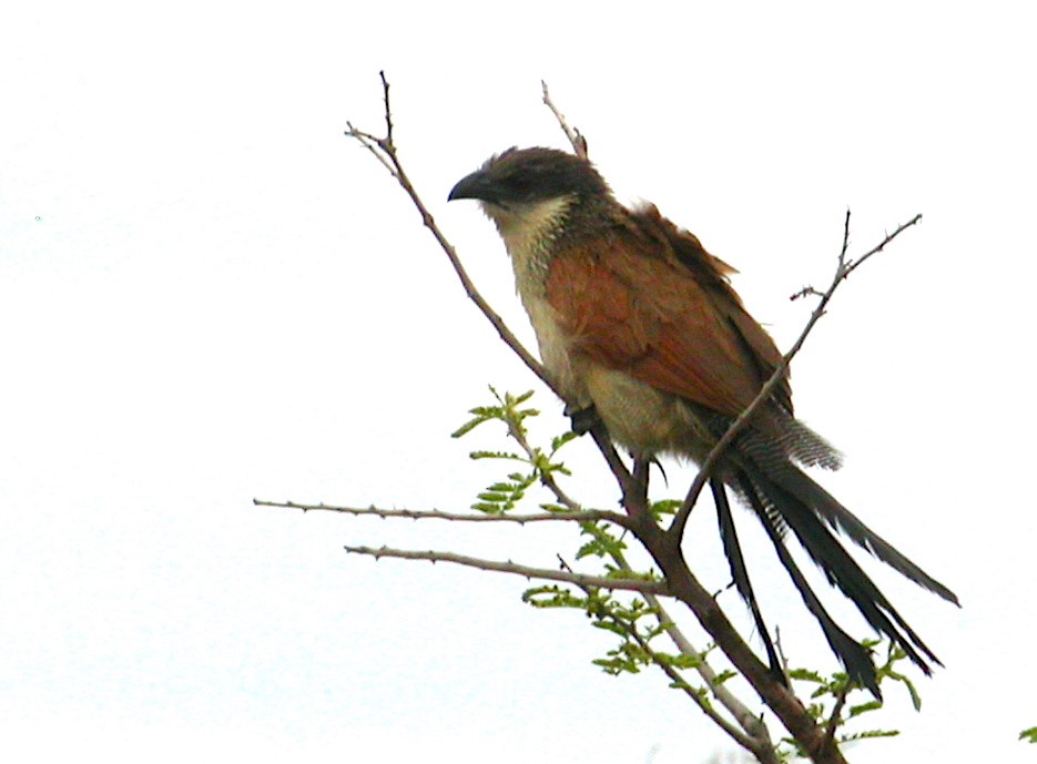 White-browed Coucal - ML240279631
