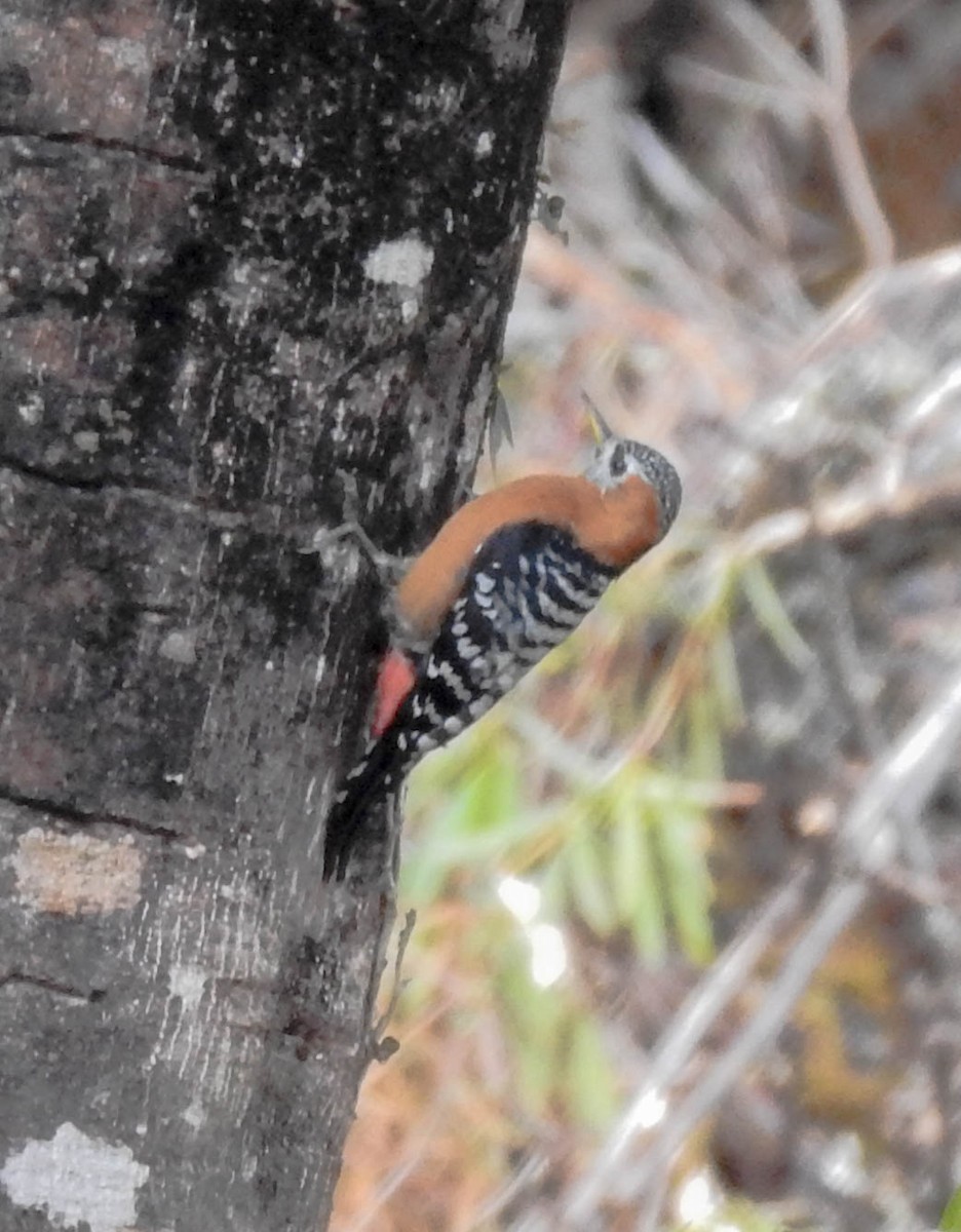 Rufous-bellied Woodpecker - Deepa Wimalasena