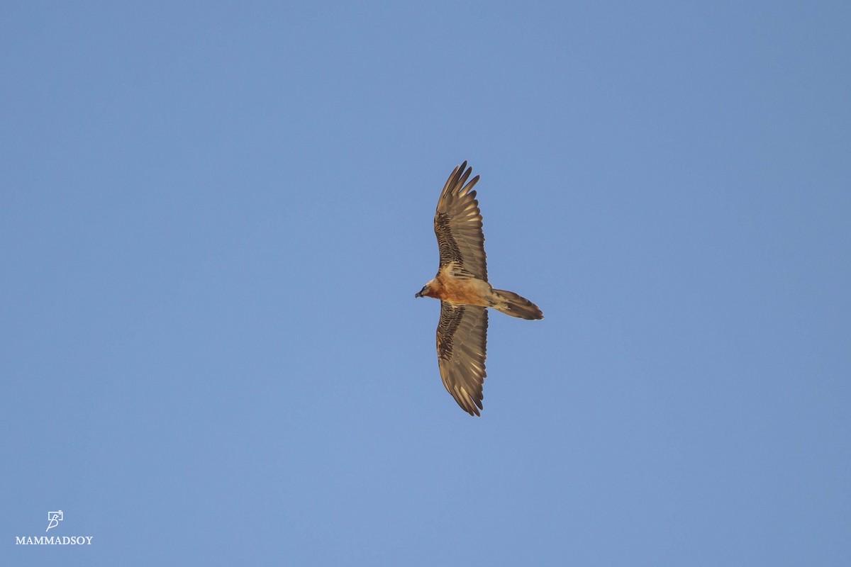 Bearded Vulture - ML240279981