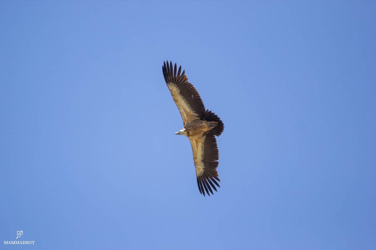 Eurasian Griffon - ML240280021