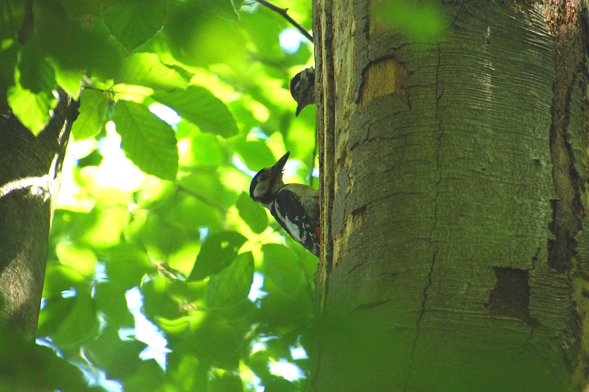 Great Spotted Woodpecker - Stanislas Sibille
