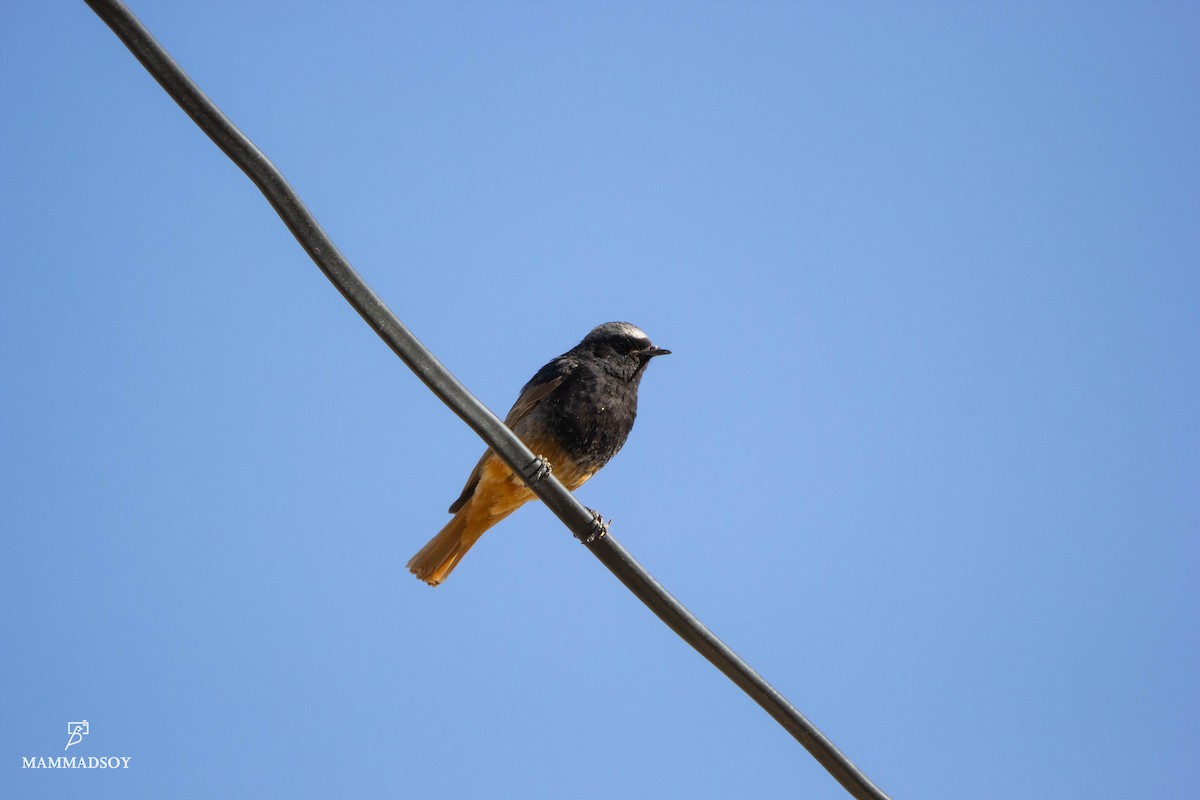 Black Redstart - ML240280331