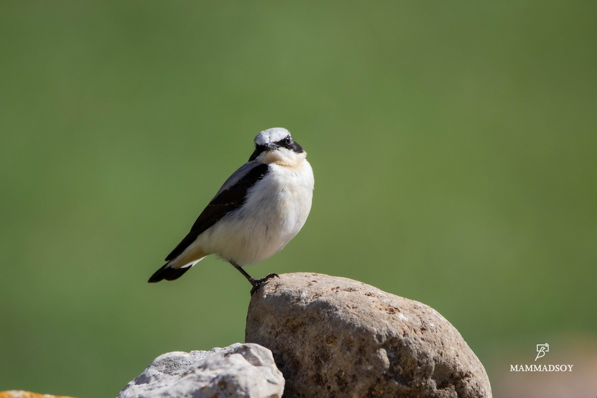 Northern Wheatear - ML240280431