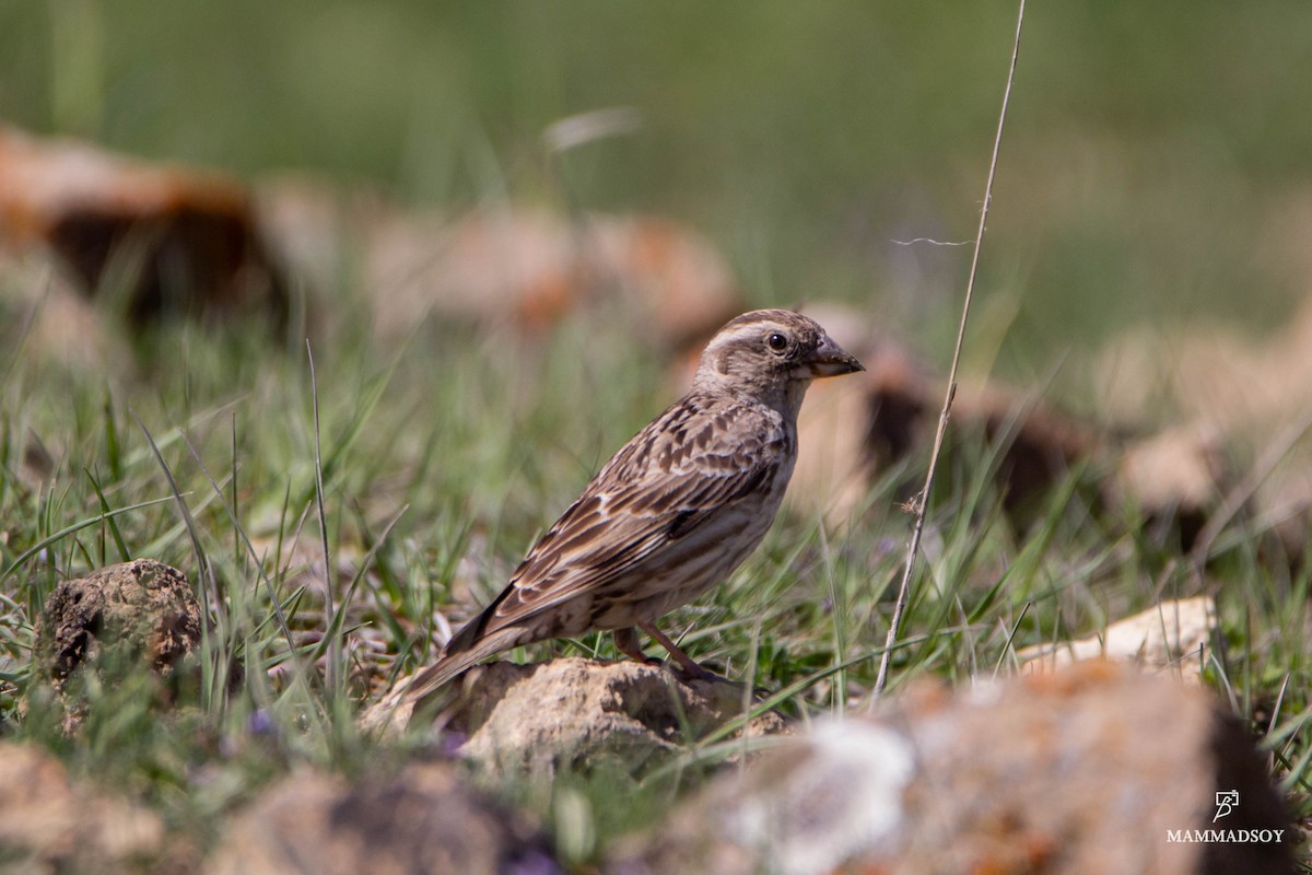 Rock Sparrow - ML240280521