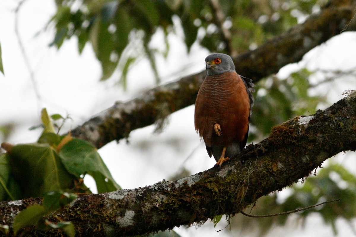 African Goshawk (Bioko) - ML24028071