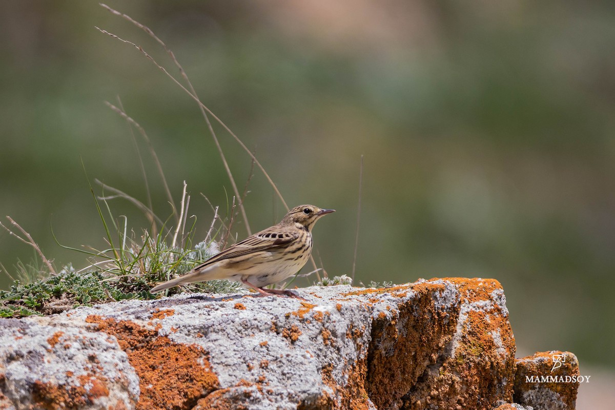 Tree Pipit - ML240280931