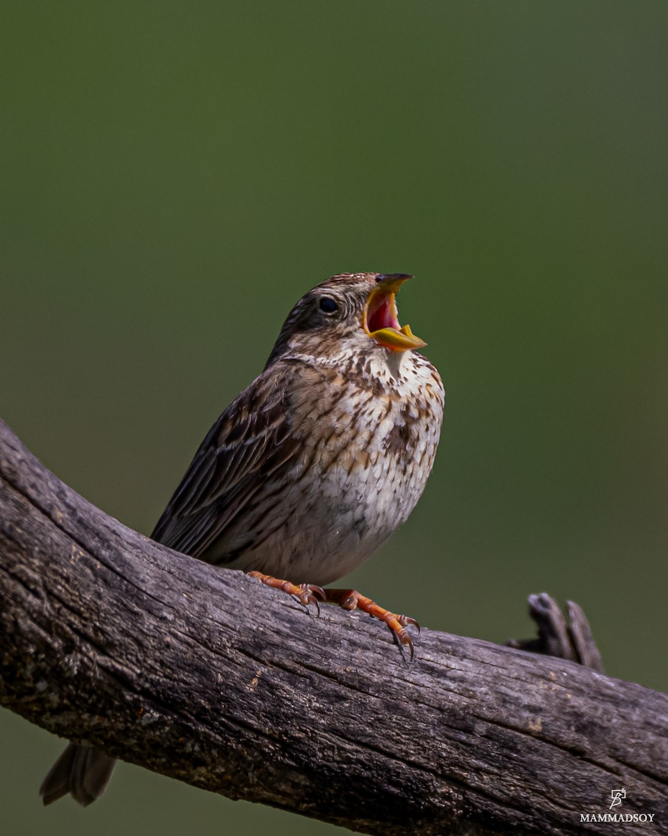 Corn Bunting - ML240281071