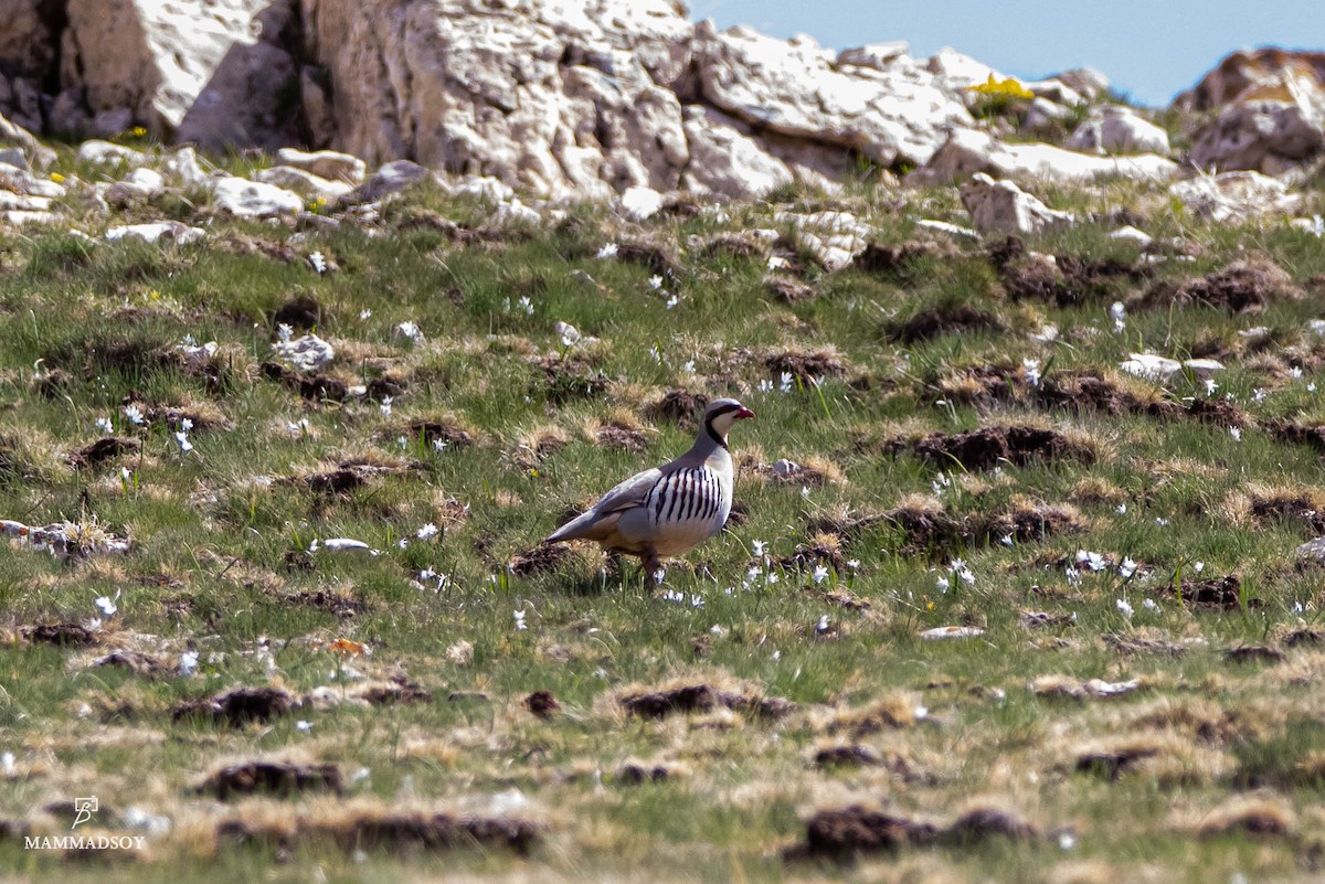 Chukar - ML240281161