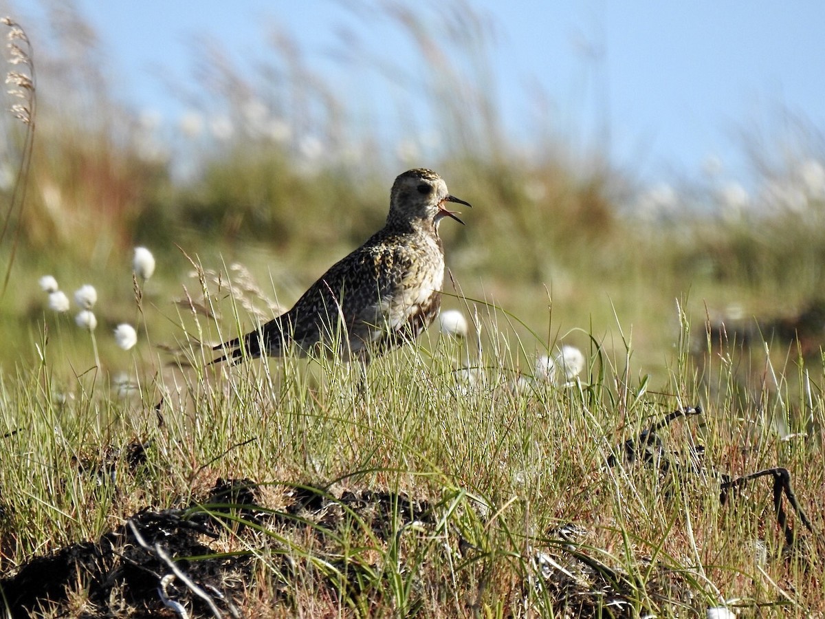 European Golden-Plover - Stephen Bailey