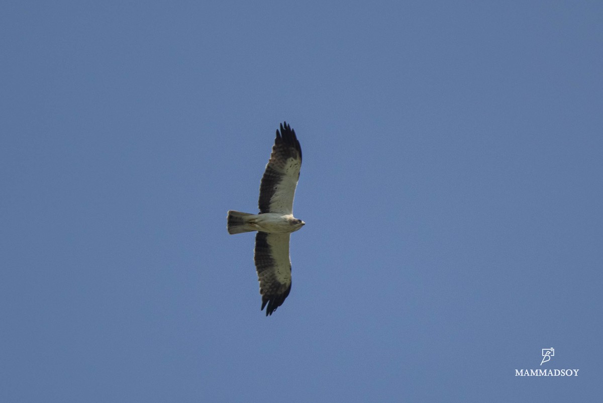 Booted Eagle - ML240282061