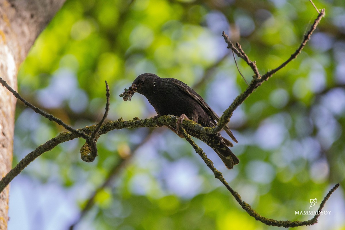 European Starling - ML240282331