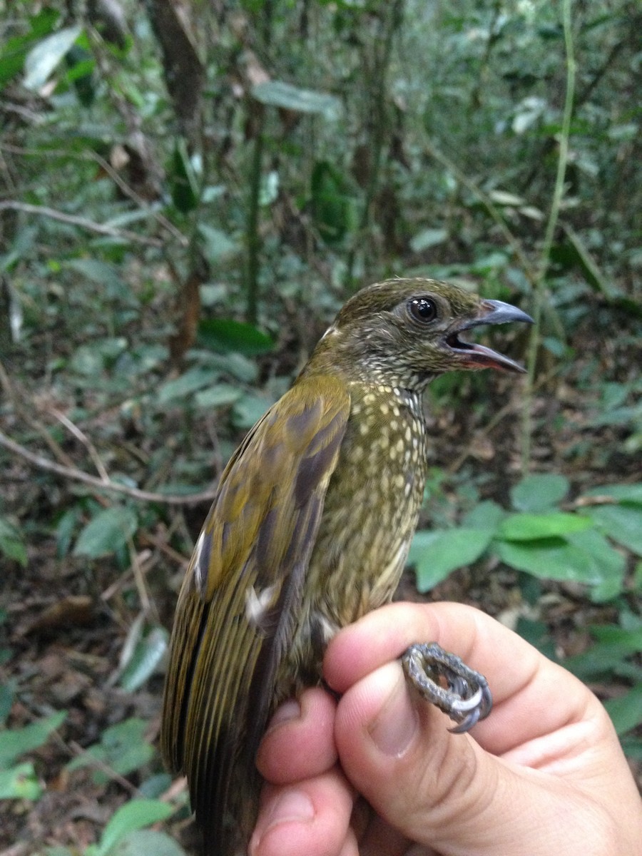 Spotted Honeyguide - ML24028251