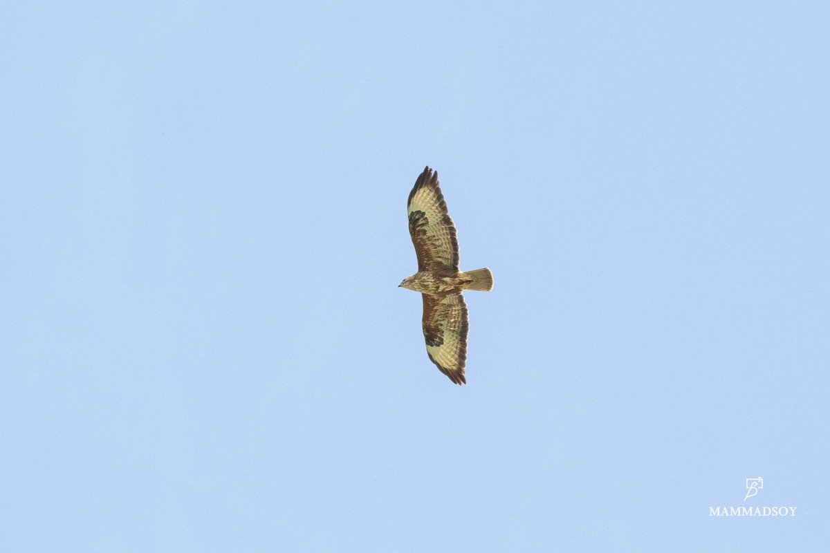 Long-legged Buzzard - ML240283161