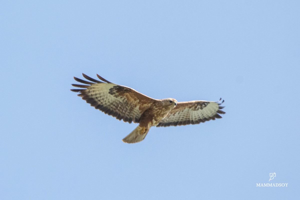 Long-legged Buzzard - ML240283171