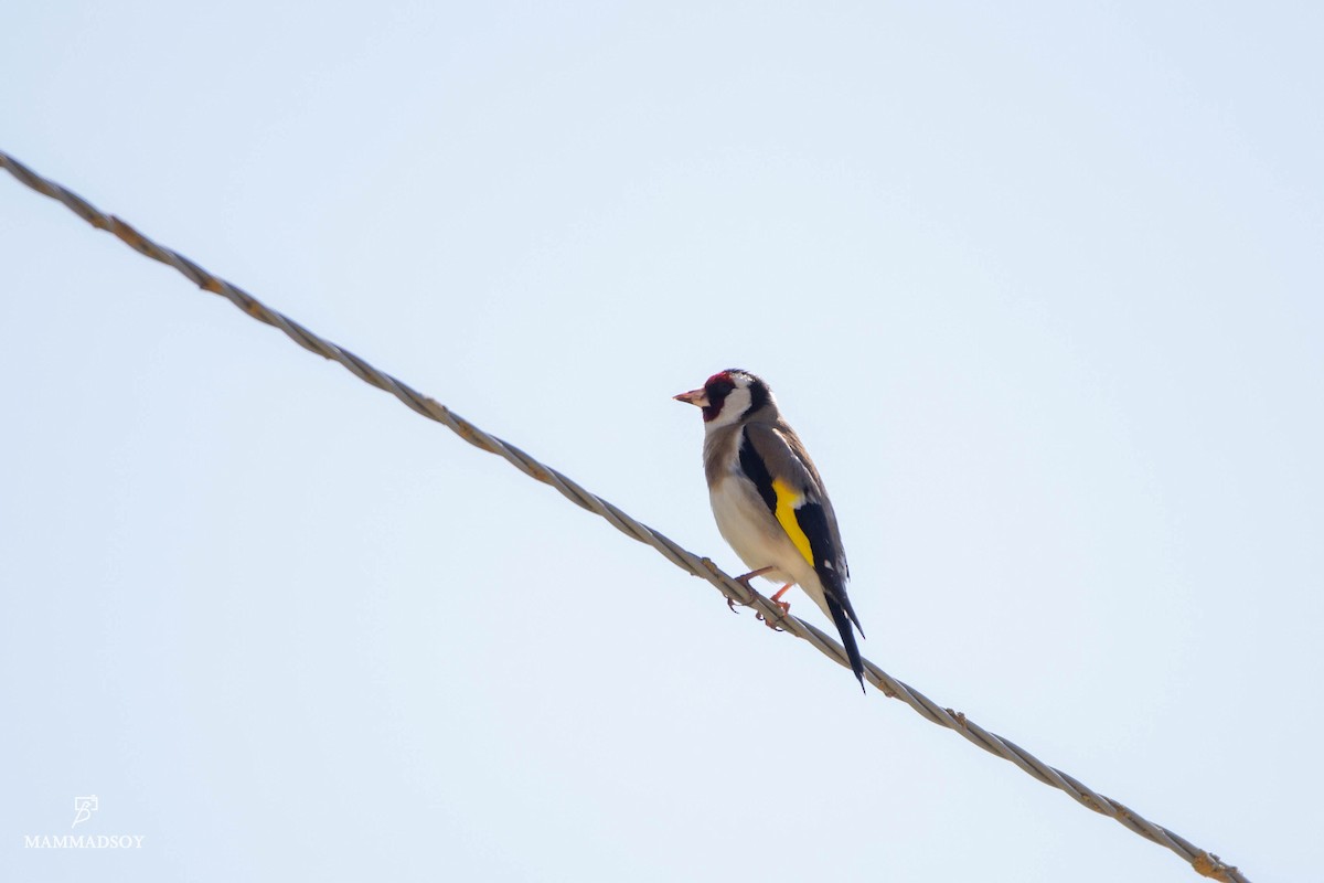 European Goldfinch - ML240283681