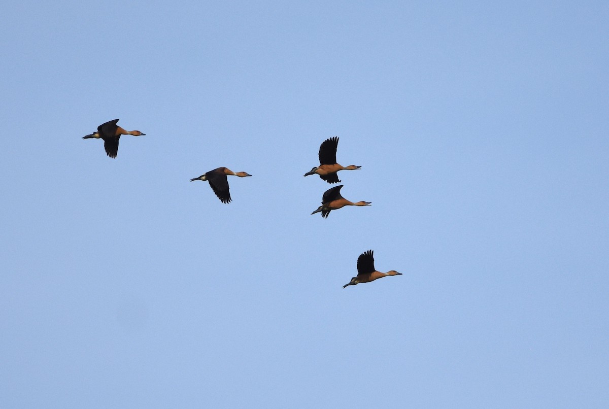 Fulvous Whistling-Duck - ML240284801