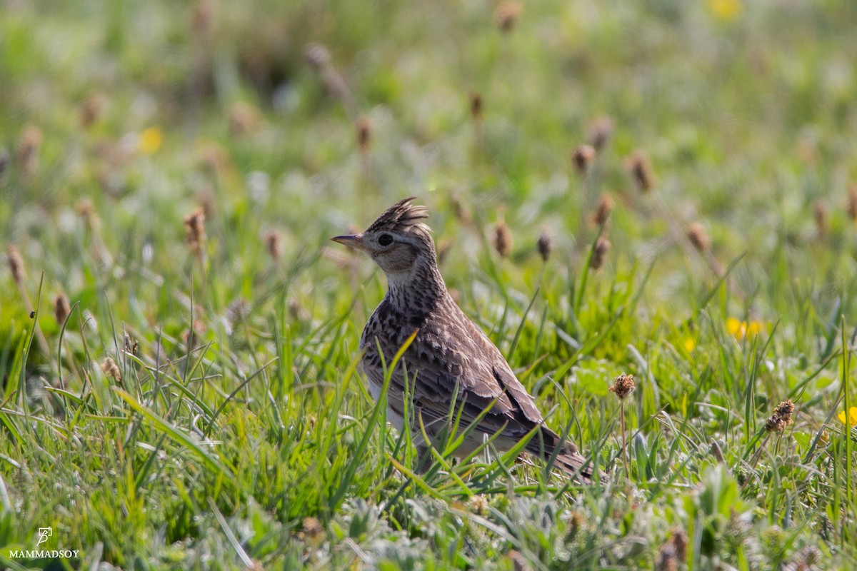 Eurasian Skylark - ML240285171