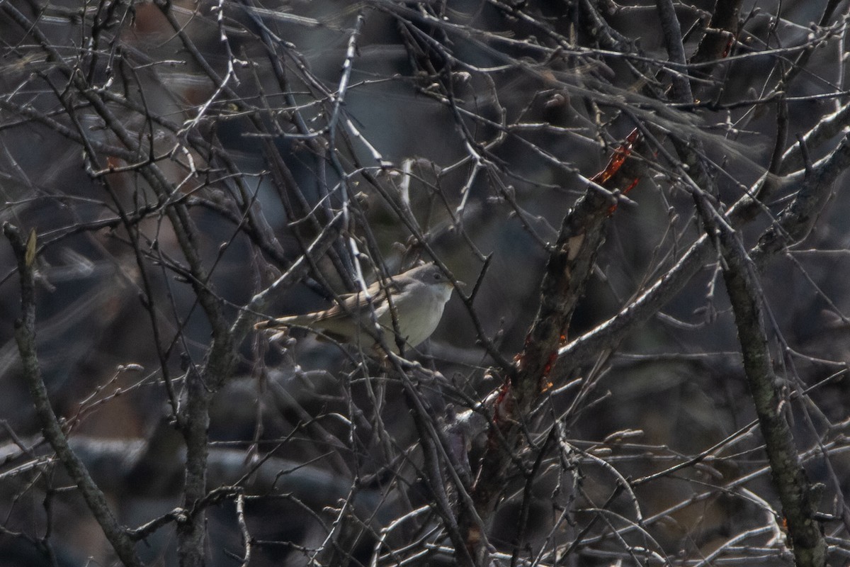 Lesser Whitethroat - ML240285931