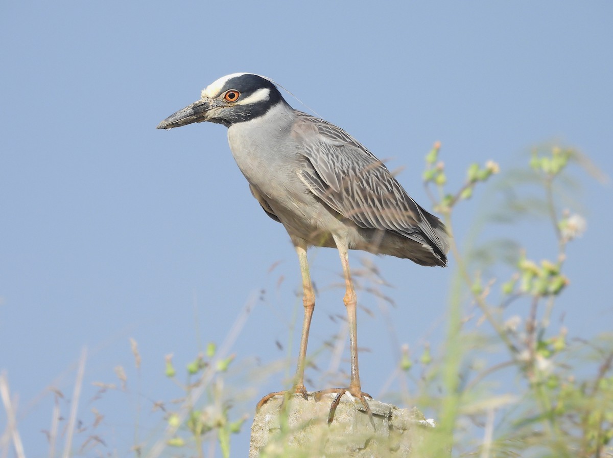 Yellow-crowned Night Heron - Teresa Cohen