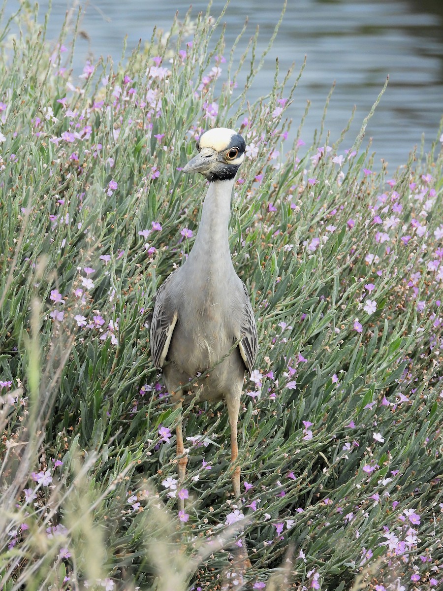 Yellow-crowned Night Heron - ML240286171