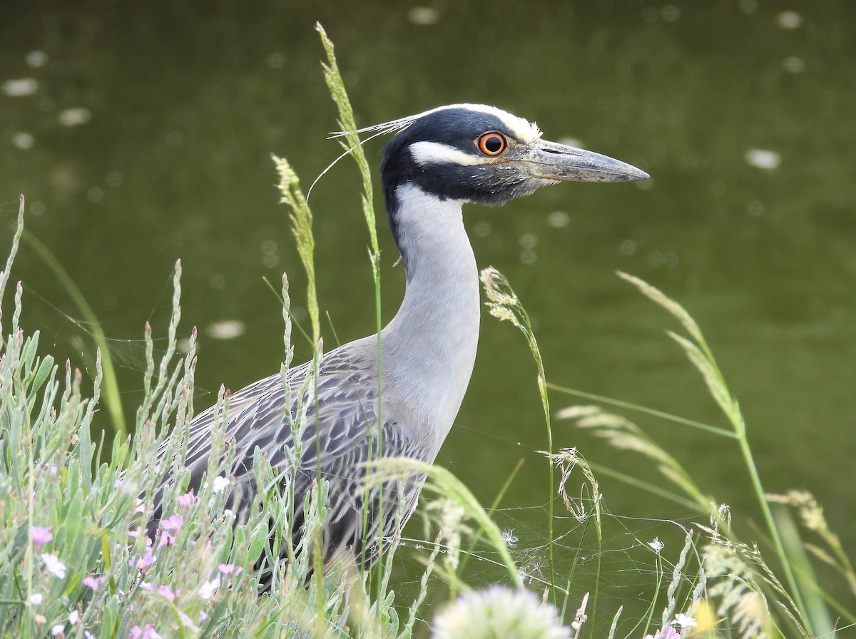 Yellow-crowned Night Heron - Teresa Cohen