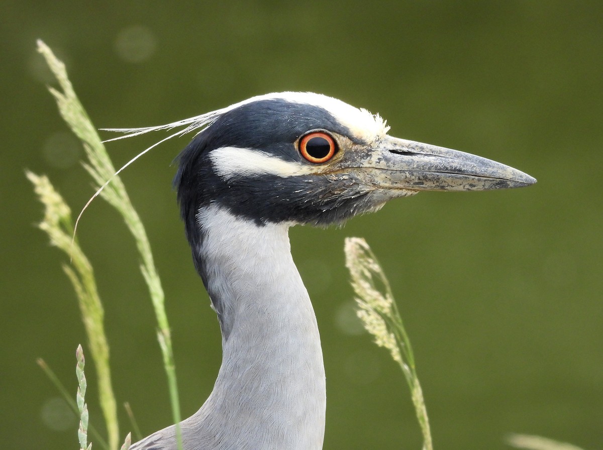 Yellow-crowned Night Heron - ML240286301