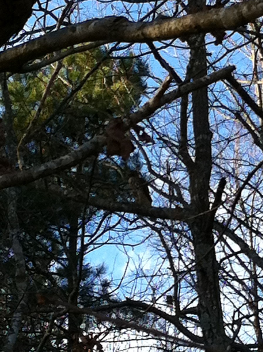 Red-tailed Hawk - ML24028641