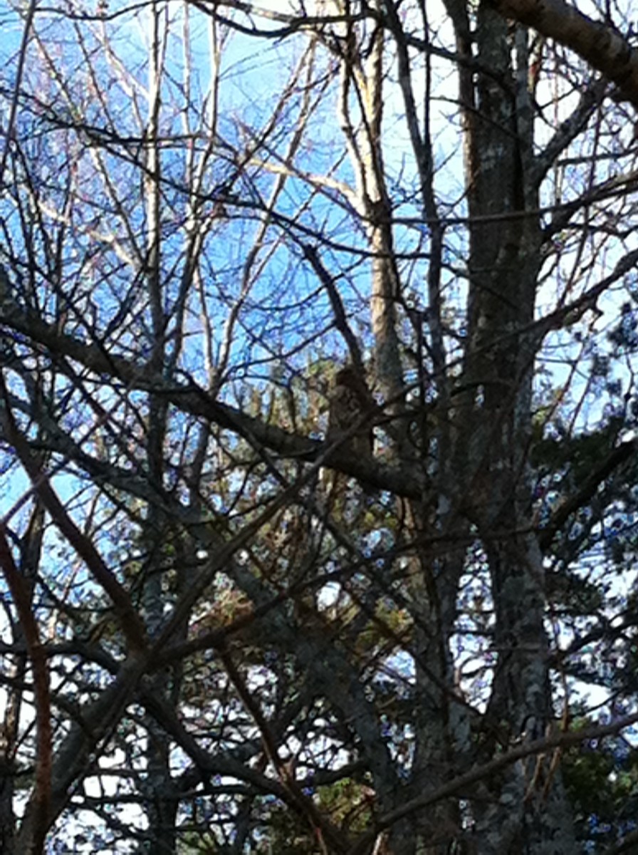 Red-tailed Hawk - ML24028651