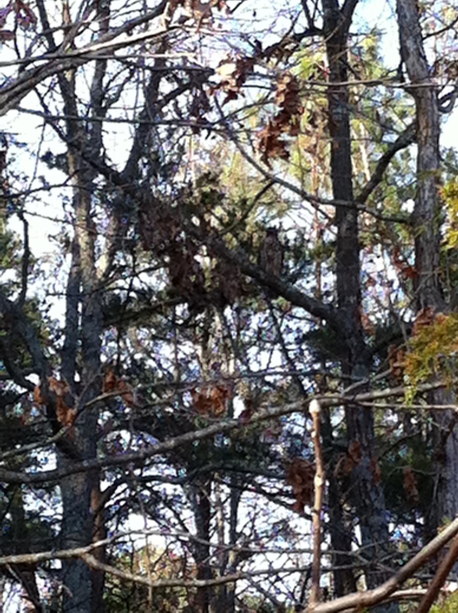 Red-tailed Hawk - ML24028661