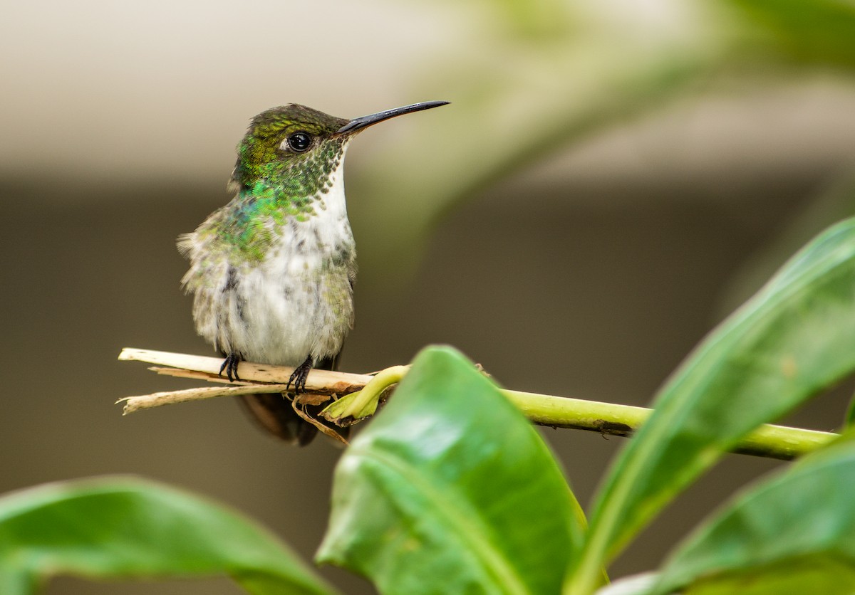 Versicolored Emerald - João Gava Just