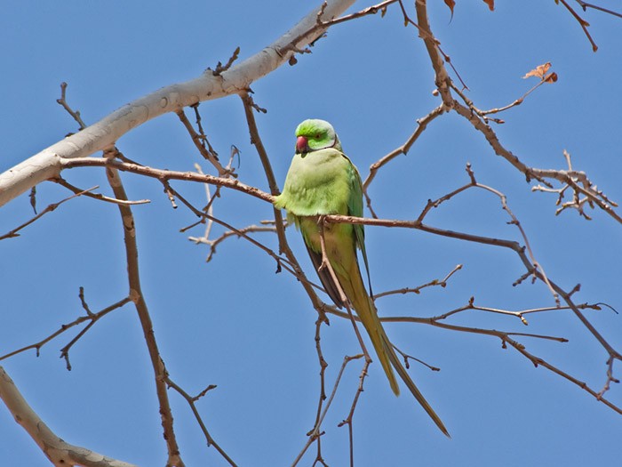 ホンセイインコ - ML240287631