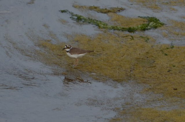 Little Ringed Plover - ML240287951