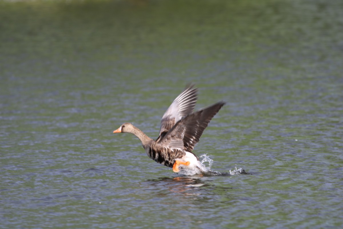 マガン - ML240289121