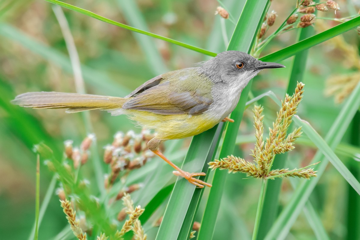 Yellow-bellied Prinia (Yellow-bellied) - ML240290341