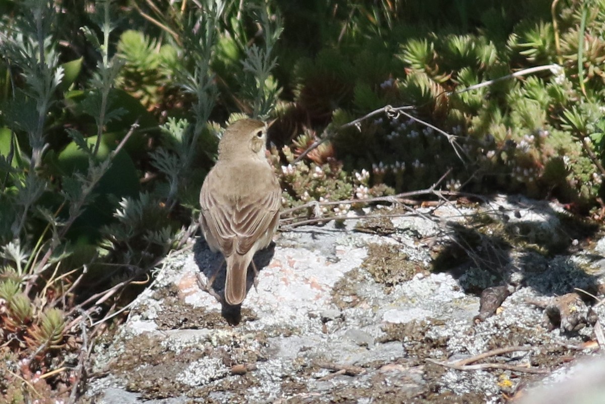 Booted Warbler - ML240291111