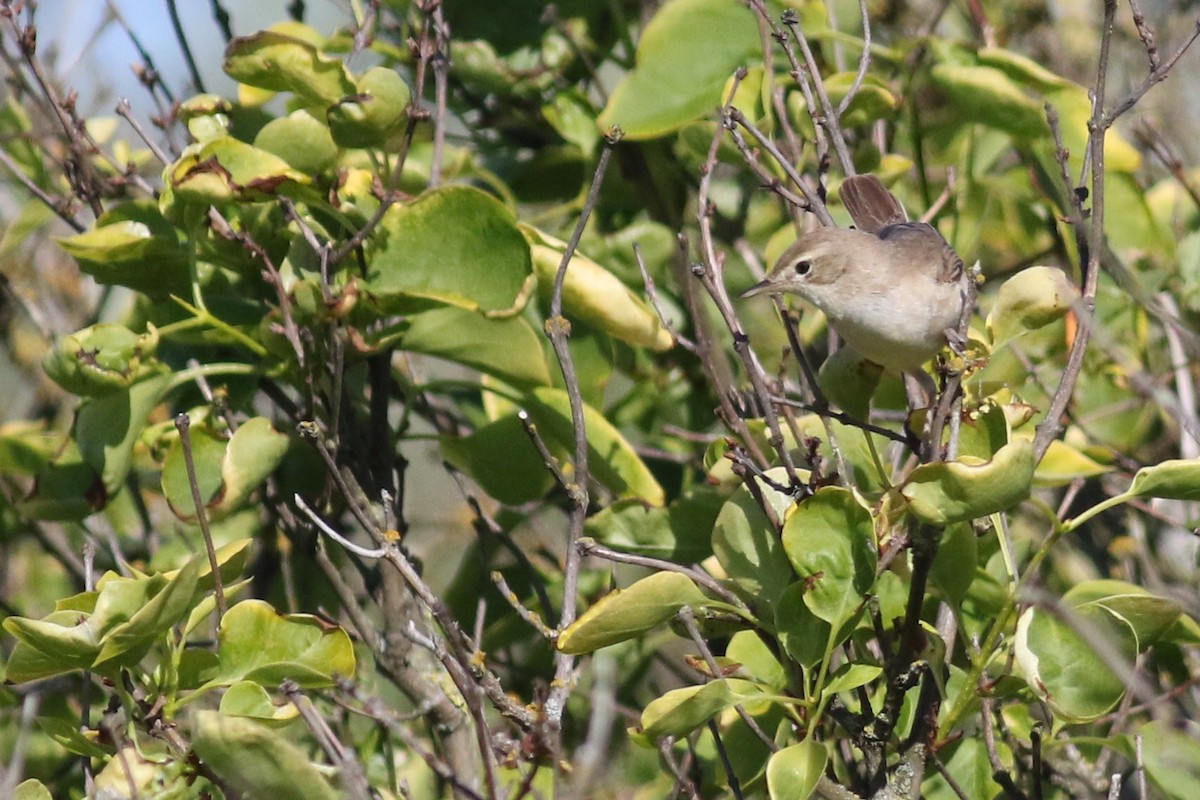 Booted Warbler - Anton Liebermann