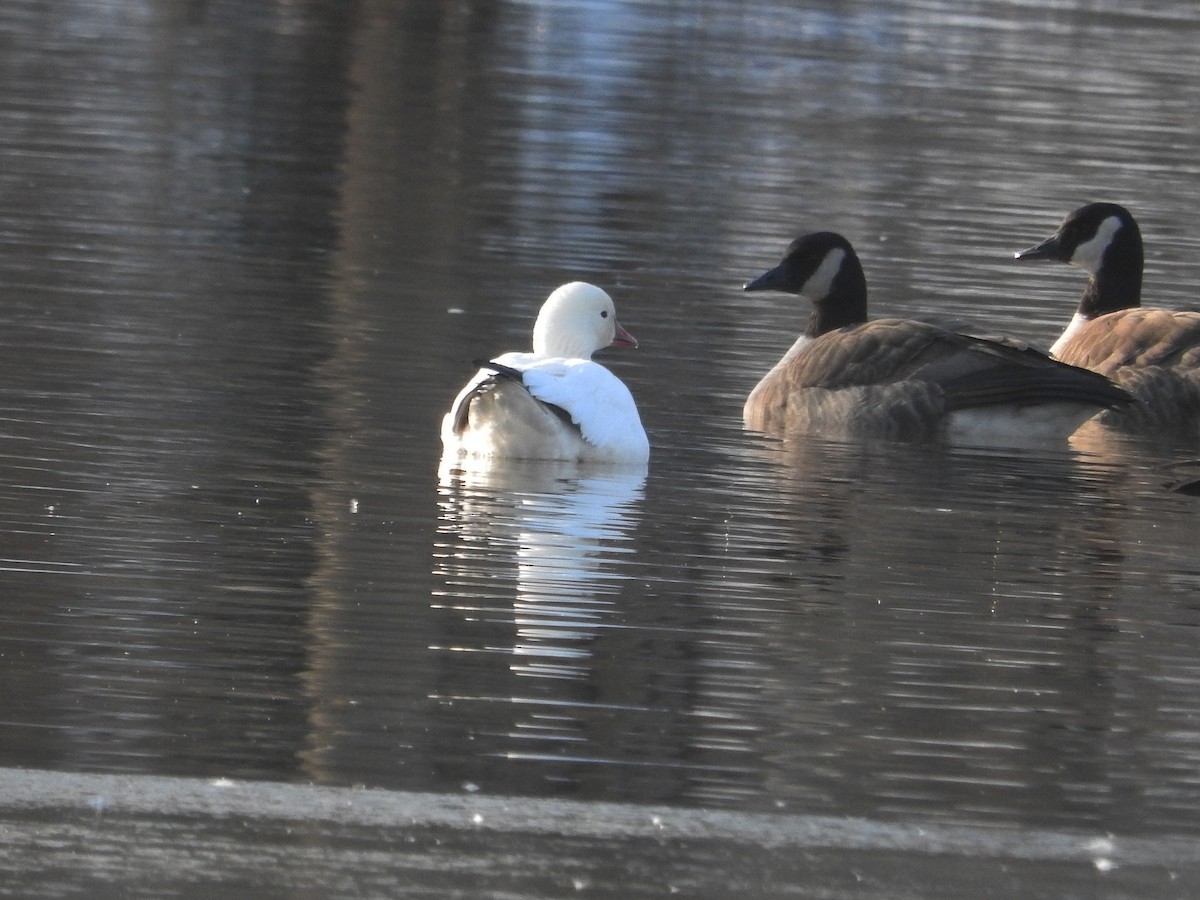 Ross's Goose - ML24029161