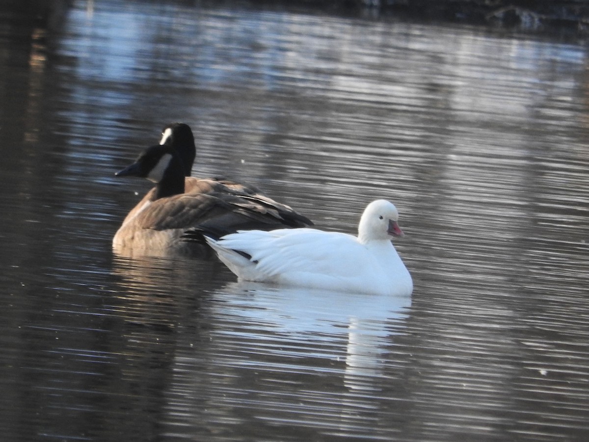 Ross's Goose - ML24029171
