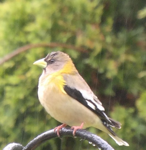 Evening Grosbeak - Miachesca Gangemi