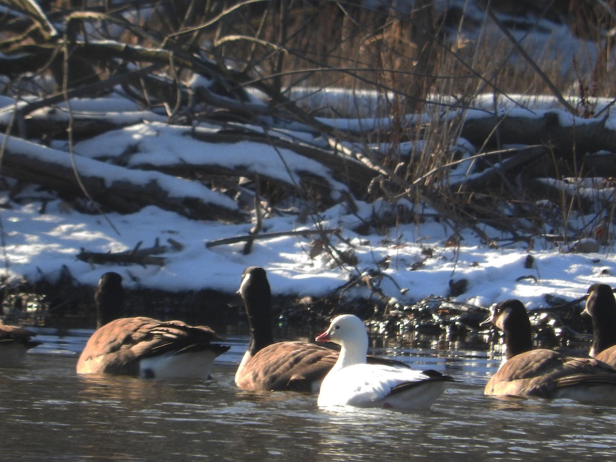 Ross's Goose - ML24029181