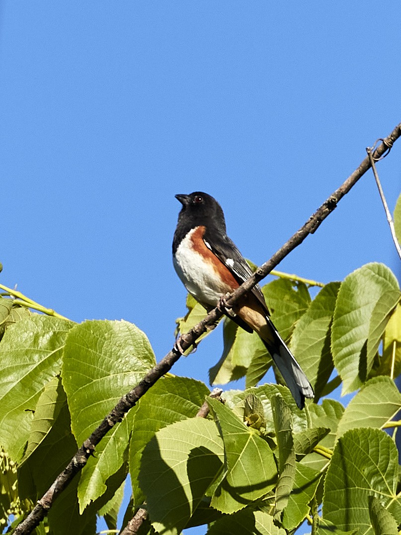 Eastern Towhee - Randy Harrod