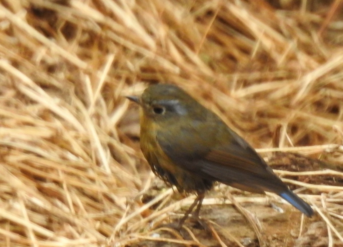 Himalayan Bluetail - Deepa Wimalasena