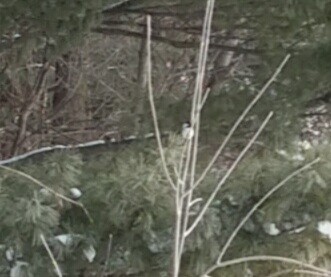 Black-capped Chickadee - ML24029241