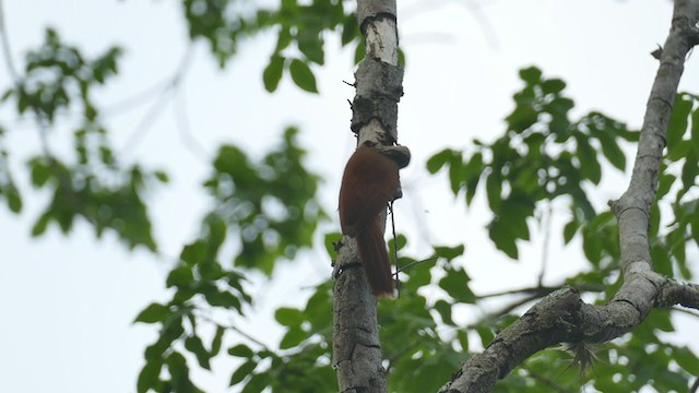 Straight-billed Woodcreeper - ML240292671