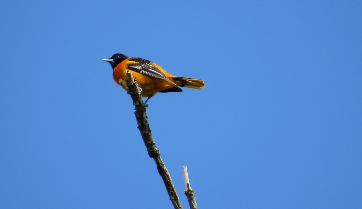 Baltimore Oriole - Nick Bayly (SELVA)