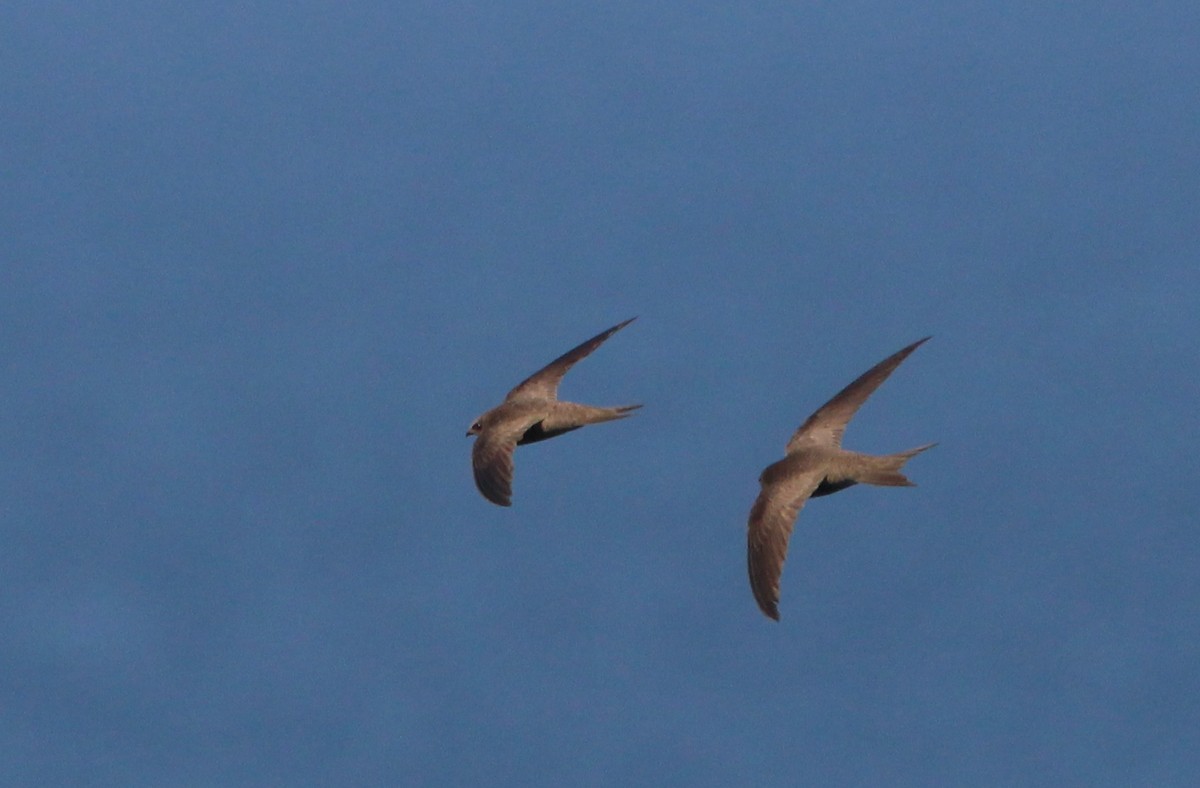 Pallid Swift - ML240293151