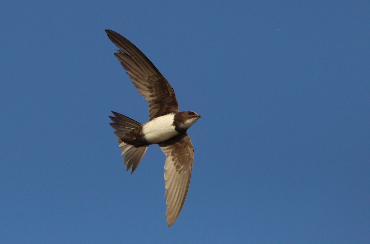 Alpine Swift - Nelson Fonseca