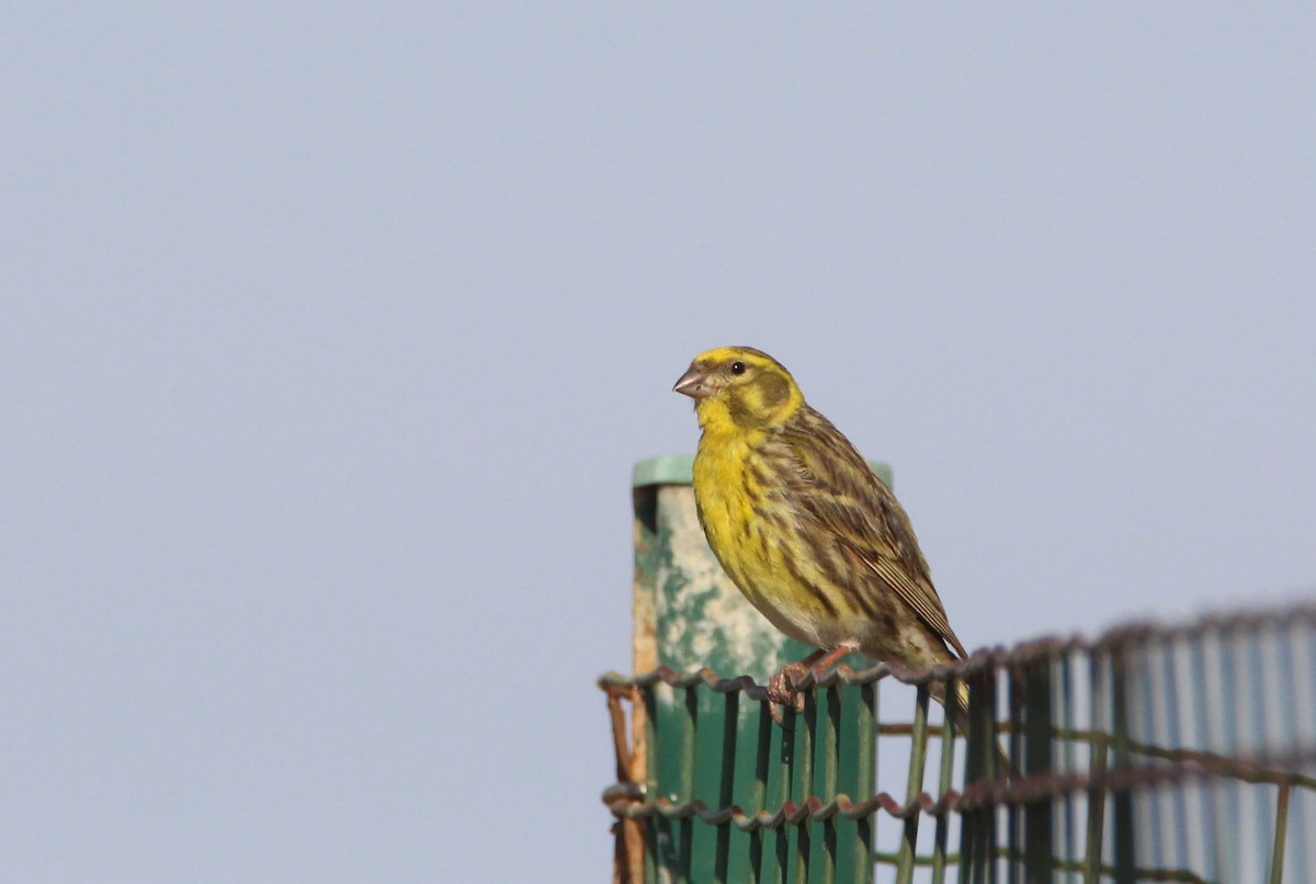 European Serin - Nelson Fonseca