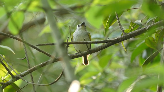 Slate-headed Tody-Flycatcher - ML240293871