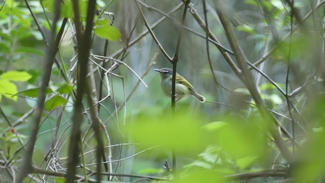 Slate-headed Tody-Flycatcher - ML240294341